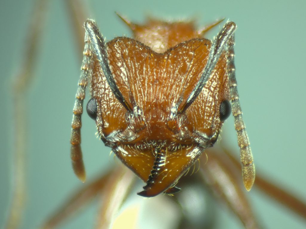 Acromyrmex striatus - Juan José Martínez
